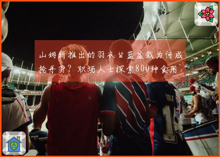山姆新推出的羽衣甘蓝盆栽为何成抢手货？职场人士探索800种食用“最难入口蔬菜”的创意方法